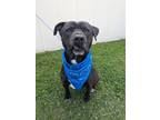 Adopt Leon a Retriever, Mixed Breed