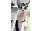 Adopt Pico de Gato a Domestic Short Hair