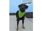 Adopt Buck a Doberman Pinscher, Mixed Breed