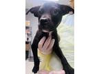 Adopt Logan a Retriever, Mixed Breed