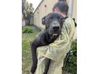 Adopt Widget a Pit Bull Terrier, Mixed Breed