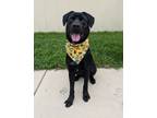 Adopt Nelson a Labrador Retriever, Mixed Breed