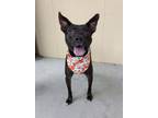 Adopt Tuenchi a Labrador Retriever, Mixed Breed