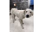 Adopt Ike a Labrador Retriever, Mixed Breed