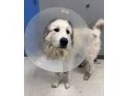 Adopt Hugh a Great Pyrenees, Mixed Breed