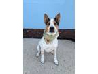 Adopt Patches a Australian Cattle Dog / Blue Heeler, Mixed Breed