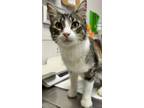 Adopt Picasso a Domestic Short Hair