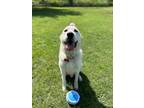 Adopt Allou a Great Pyrenees, Mixed Breed