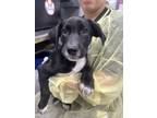 Adopt Patrick a Labrador Retriever, Mixed Breed