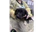 Adopt Spongebob a Labrador Retriever, Mixed Breed