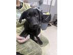 Adopt Squidward a Labrador Retriever, Mixed Breed