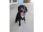 Adopt Frank a Beagle, Mixed Breed