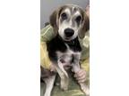 Adopt Freddie a Anatolian Shepherd, Mixed Breed