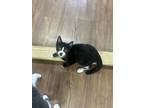 Adopt Bertrum a Domestic Short Hair