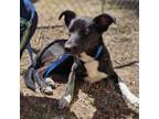 Adopt Duckie a Border Collie