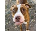 Adopt Chance a Pit Bull Terrier