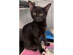 Adopt Toowoomba a Domestic Short Hair