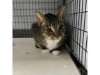 Adopt Percy a Domestic Short Hair