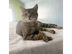 Adopt King Aris a Domestic Short Hair