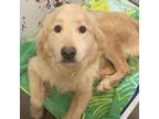 Adopt Tyrone a Golden Retriever