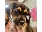 Adopt Merlin a Shepherd