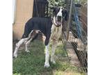 Adopt Bob a Great Dane