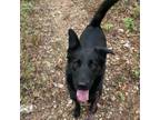 Adopt Opie a German Shepherd Dog, Mixed Breed