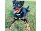 Adopt Rhys a Terrier