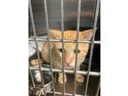 Adopt Garfield a Domestic Medium Hair