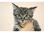 Adopt Big McIntosh a Domestic Short Hair, Tabby