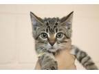 Adopt Shining Armor a Domestic Short Hair, Tabby