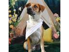 Adopt Dan a Shepherd