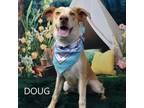Adopt Doug a Shepherd