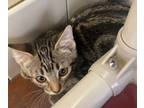 Adopt Art a Domestic Short Hair
