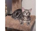 Adopt Sonic a Domestic Short Hair