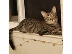 Adopt Rocky a Domestic Short Hair