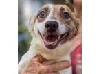 Adopt Pieroni a Cavalier King Charles Spaniel, Jack Russell Terrier