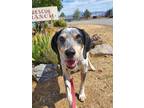 Adopt Blue a Bluetick Coonhound