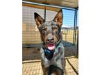 Adopt Lonny a Beauceron, Cattle Dog