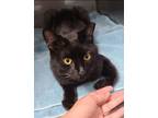 Adopt Breton a Domestic Short Hair, American Bobtail