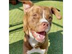 Adopt Louie a Pit Bull Terrier