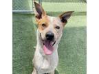 Adopt Kai a Cattle Dog