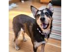 Adopt TUCKER a Airedale Terrier, Mixed Breed