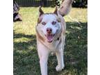 Adopt Rust-Eze a Siberian Husky