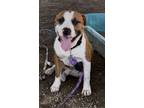 Adopt Kane a Mastiff, Mixed Breed
