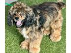 Adopt Teddy a Cocker Spaniel