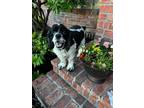 Adopt Toby a Cocker Spaniel