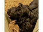 Adopt Buddy a Cocker Spaniel