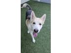 Adopt Walker a Husky, German Shepherd Dog