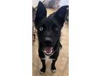 Adopt Blue Dynamite a Collie, Husky